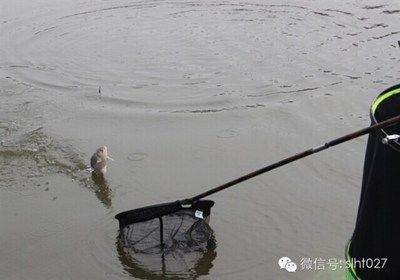 龍魚造景缸