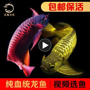 金龍魚苗視頻：30篇金龍魚苗養(yǎng)殖技術(shù)金龍魚苗視頻在線觀看 龍魚百科 第3張