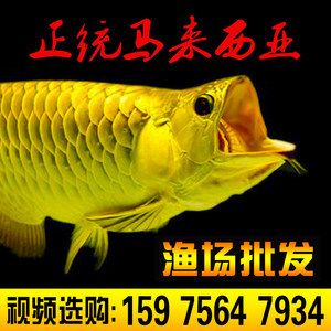 金龍魚苗視頻：30篇金龍魚苗養(yǎng)殖技術(shù)金龍魚苗視頻在線觀看 龍魚百科 第2張