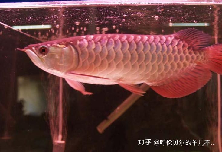 養(yǎng)龍魚麻煩嗎知乎文章：養(yǎng)龍魚的注意事項