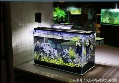 60厘米魚缸造景,告訴你莫斯樹制作方法：60厘米魚缸造景中莫斯樹的制作方法