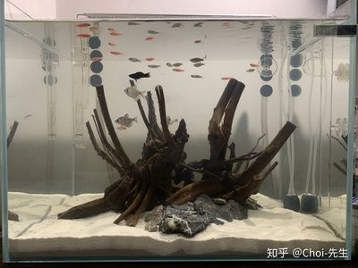 60厘米魚缸造景,告訴你莫斯樹制作方法：60厘米魚缸造景中莫斯樹的制作方法