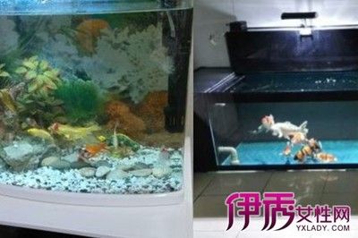 60公分的魚(yú)缸養(yǎng)幾條錦鯉：60公分的魚(yú)缸適合養(yǎng)幾條錦鯉？