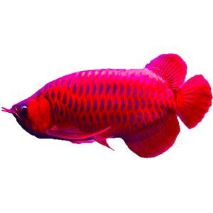 為什么要給龍魚(yú)眼睛做手術(shù)：龍魚(yú)掉眼怎么辦？