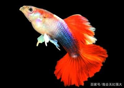 60的魚缸能養(yǎng)幾條泰獅：60厘米的泰獅金魚可以養(yǎng)4~6條泰獅金魚