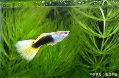 60的魚缸能養(yǎng)幾條泰獅：60厘米的泰獅金魚可以養(yǎng)4~6條泰獅金魚