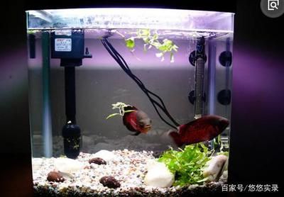 1米的魚缸養(yǎng)什么魚最好看：1米長的魚缸，有多種魚類可以選擇，具體哪種最好看 魚缸百科 第1張