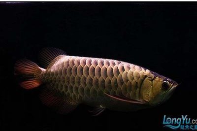 1米的魚缸養(yǎng)什么魚好看呢：1米的魚缸適合養(yǎng)什么樣的魚 魚缸百科