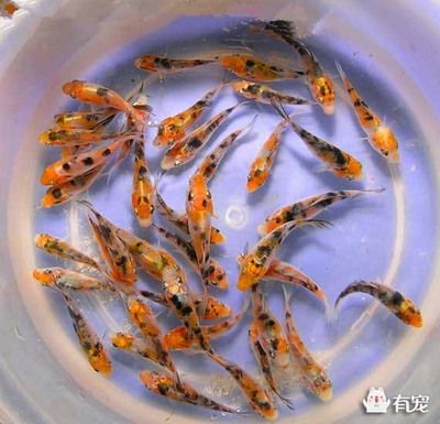 9條錦鯉要多大魚缸才能養(yǎng)活：養(yǎng)錦鯉的魚缸大小需要考慮多個因素，包括錦鯉的大小和數(shù)量