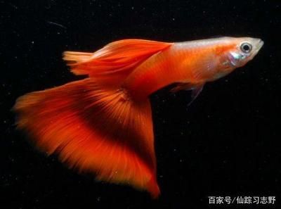 9條錦鯉要多大魚缸才能養(yǎng)活：養(yǎng)錦鯉的魚缸大小需要考慮多個因素，包括錦鯉的大小和數(shù)量