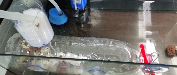 5l礦泉水瓶做魚缸多少錢合適：制作一個5l的礦泉水瓶魚缸的成本