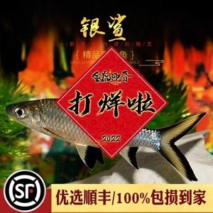 紅龍魚最佳配魚時期：紅龍魚最佳配魚