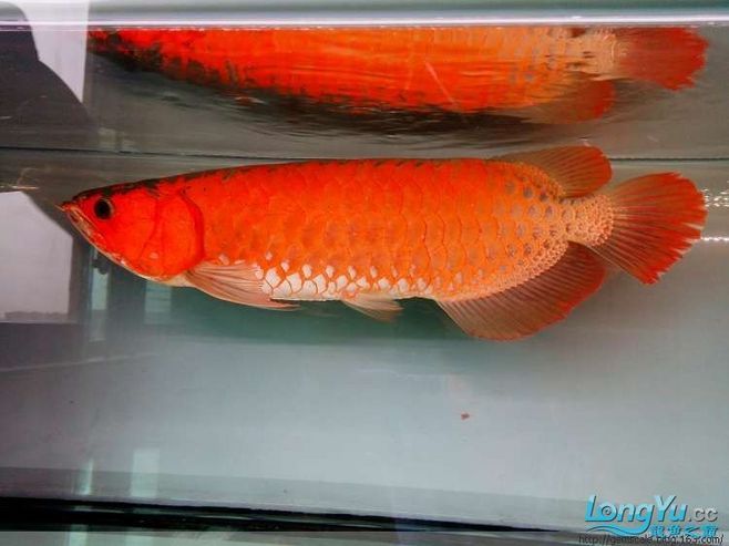 新加坡龍魚(yú)和印尼龍魚(yú)的差別：新加坡龍魚(yú)和印尼龍魚(yú)的區(qū)別