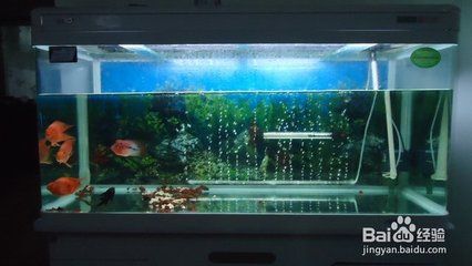 604545魚缸能養(yǎng)什么魚：604545尺寸的魚缸適合飼養(yǎng)多種魚類以下信息僅供參考 魚缸百科 第2張