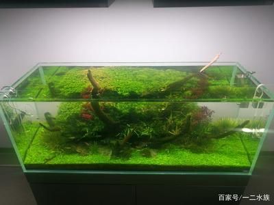 35的魚缸怎么造景：35厘米的魚缸造景技巧 魚缸百科 第1張