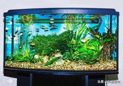 龍魚翹嘴還是平嘴好釣：龍魚翹嘴和平嘴哪種更好釣？