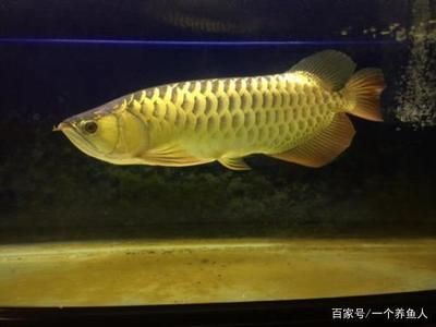 龍魚發(fā)色期：關(guān)于龍魚發(fā)色期的一些小知識