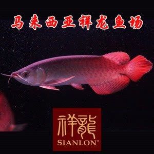 馬來紅龍魚長大什么樣子視頻：馬來西亞紅龍魚的特征、成長過程以及飼養(yǎng)注意事項