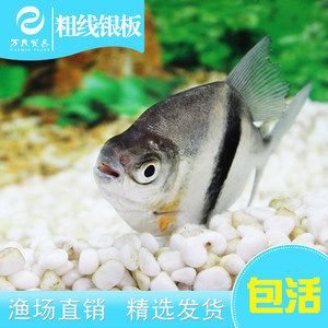 細(xì)線銀板魚苗批發(fā)：關(guān)于細(xì)線銀板魚苗批發(fā)和貨源基地的一些信息