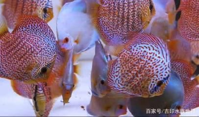 60的魚缸適合養(yǎng)幾條神仙魚：一個60厘米長的神仙魚可以養(yǎng)大約216條神仙魚 魚缸百科 第3張