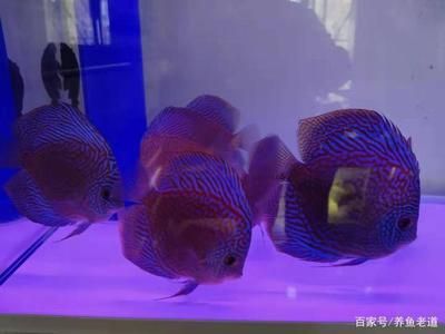 60的魚缸適合養(yǎng)幾條神仙魚：一個60厘米長的神仙魚可以養(yǎng)大約216條神仙魚 魚缸百科 第1張