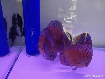 60的魚缸適合養(yǎng)幾條神仙魚：一個60厘米長的神仙魚可以養(yǎng)大約216條神仙魚 魚缸百科 第2張