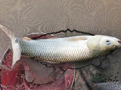 10條魚需要多大的魚缸呢：蘇州洪發(fā)水族用品有限公司專注于水族用品有限公司 魚缸百科 第1張