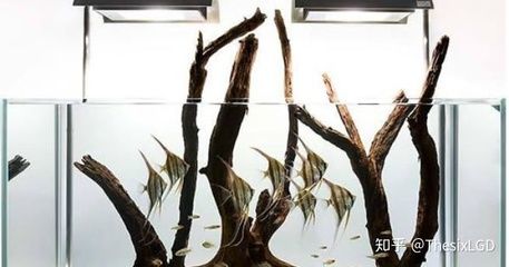 70高魚缸適合什么造景：70高魚缸適合的造景方案 魚缸百科 第1張