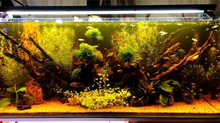 60金魚缸要用多少水草泥？：一個長60cm、寬30cm的金魚缸種植水草泥鋪設(shè)建議 魚缸百科 第2張