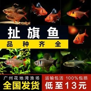 龍魚至少需要多大的魚缸才能養(yǎng)：龍魚養(yǎng)殖的常見問(wèn)題龍魚養(yǎng)殖技巧龍魚養(yǎng)殖的注意事項(xiàng) 龍魚百科 第3張