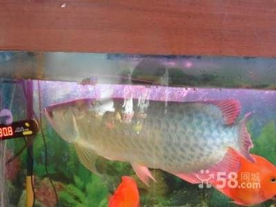 國內(nèi)龍魚都是進(jìn)口的嗎多少錢：中國龍魚市場趨勢 龍魚百科 第3張