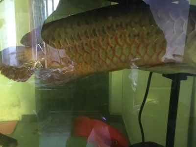 龍魚(yú)生病怎么治療最有效：龍魚(yú)常見(jiàn)疾病與治療方法