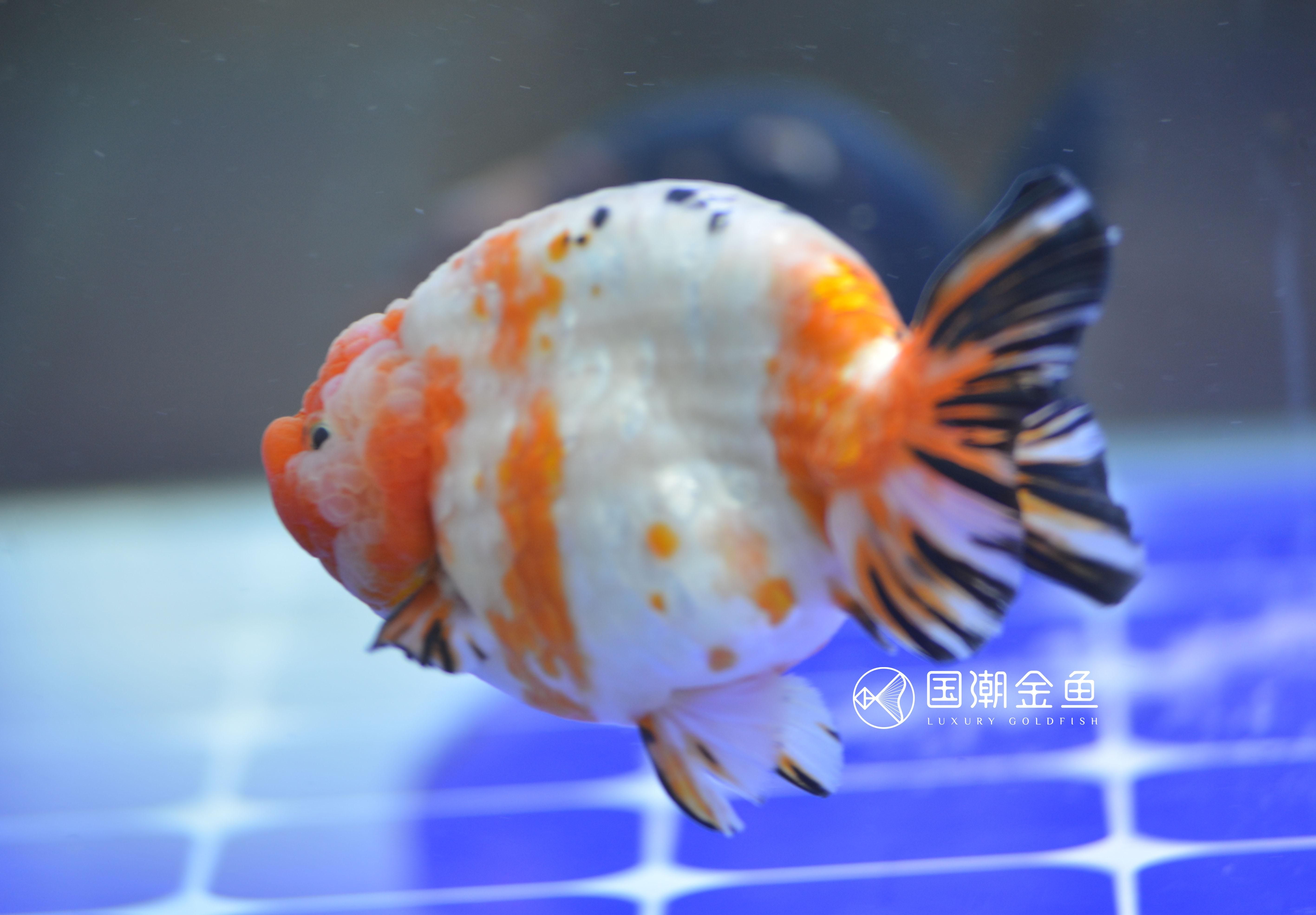 90魚缸養(yǎng)金魚能養(yǎng)幾條：金魚養(yǎng)殖注意事項(xiàng)金魚養(yǎng)殖需要注意以下幾點(diǎn) 魚缸百科 第1張