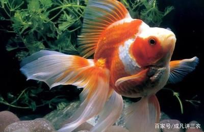 90魚缸養(yǎng)金魚能養(yǎng)幾條：金魚養(yǎng)殖注意事項(xiàng)金魚養(yǎng)殖需要注意以下幾點(diǎn) 魚缸百科 第3張