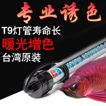 龍魚突然劇烈撞缸了：銀龍魚撞缸的原因及解決方法 龍魚百科 第2張