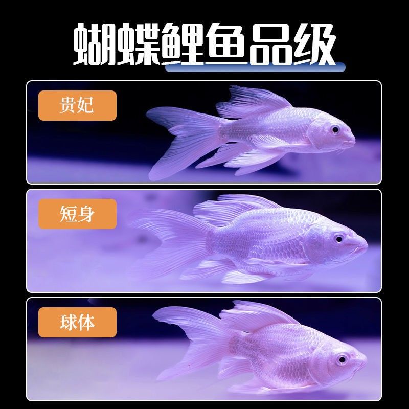 30cm的魚缸可以養(yǎng)蝴蝶鯉嗎圖片：30cm的魚缸不適合養(yǎng)蝴蝶鯉，養(yǎng)殖蝴蝶鯉需要注意什么 魚缸百科 第3張