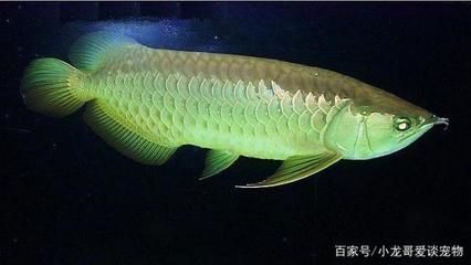 龍魚的外形特點(diǎn)是什么樣的：如何挑選龍魚 龍魚百科 第2張