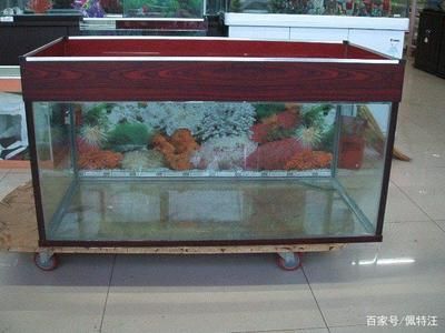 2.8米魚缸用多厚玻璃膠合適：魚缸玻璃厚度選擇指南 魚缸百科 第1張