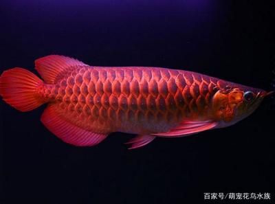 全過背金龍魚：全過背金龍魚的特征和飼養(yǎng)方法