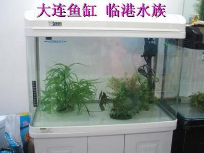 龍魚適合多大的魚缸