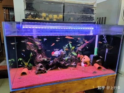 300升水的魚缸用多厚的玻璃：魚缸玻璃厚度如何選擇 魚缸百科 第3張