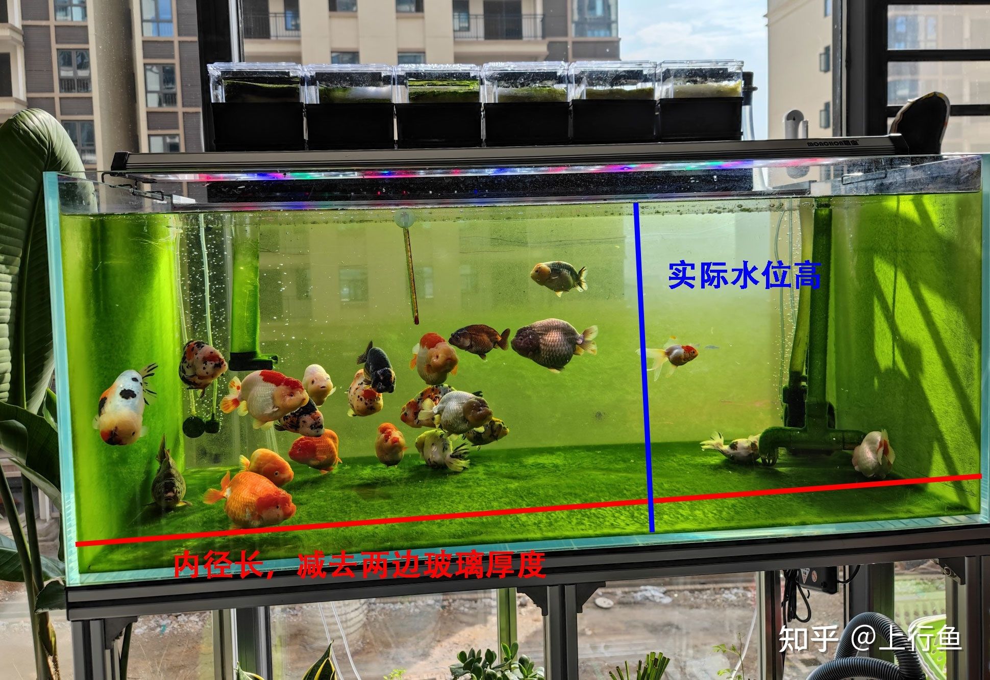 300升水的魚缸用多厚的玻璃：魚缸玻璃厚度如何選擇 魚缸百科 第1張