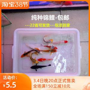 小活魚怎么處理才能喂龍魚：龍魚喂養(yǎng)的注意事項(xiàng)