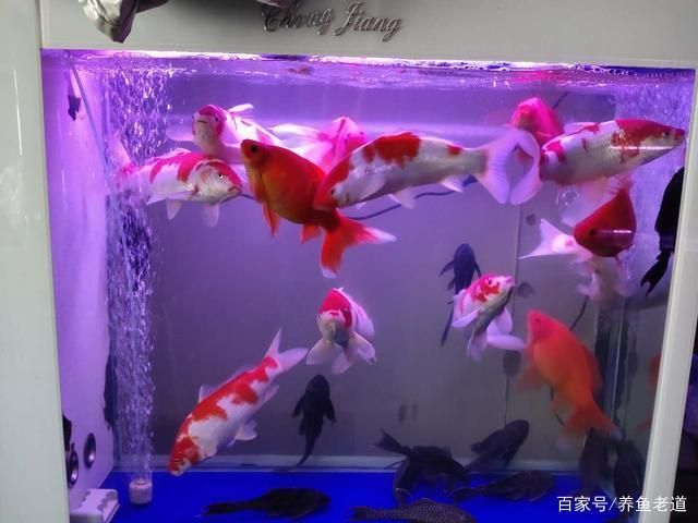 90的魚缸能養(yǎng)幾條蝴蝶鯉：90厘米長度的魚缸可能適合養(yǎng)殖1到2條蝴蝶鯉 魚缸百科 第1張