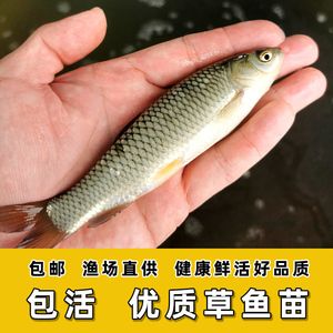 龍魚飼料魚夏天容易死嗎為什么：為什么龍魚飼料魚在夏天容易死亡？ 龍魚百科 第3張