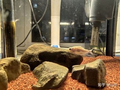 25厘米的魚缸可以養(yǎng)幾條斑馬：6-10條斑馬魚適合養(yǎng)殖更多的斑馬魚 魚缸百科 第2張