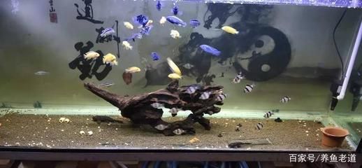 20厘米的魚缸需要氧氣泵嗎：商魚缸氧氣泵的作用 魚缸百科 第2張