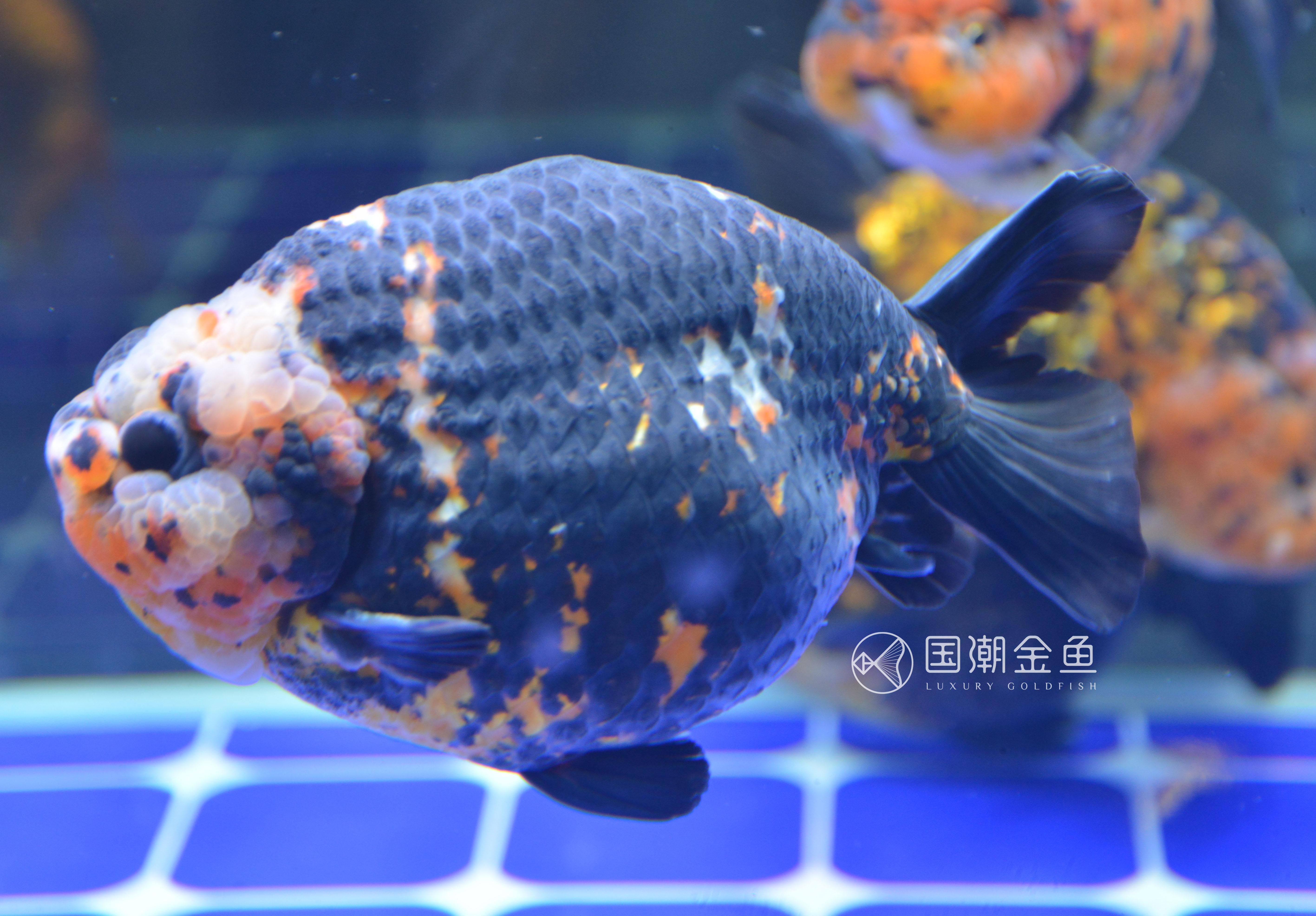 9升的魚缸養(yǎng)多少魚好看：9升魚缸養(yǎng)魚數量建議 魚缸百科 第3張