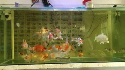 120魚缸能養(yǎng)多大的錦鯉呢：錦鯉魚缸養(yǎng)殖密度與魚缸大小的關(guān)系 魚缸百科 第3張