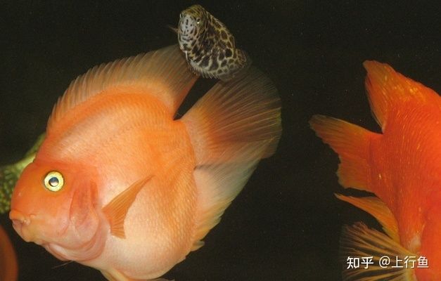 紅龍魚(yú)變白什么原因啊怎么治療：關(guān)于紅龍魚(yú)變白的問(wèn)題